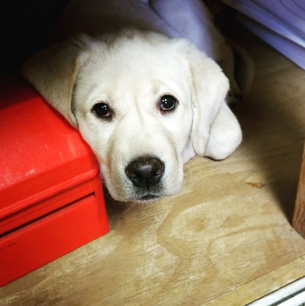 Meet your Posher, Helen